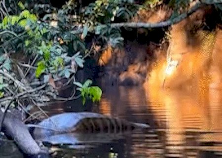 Pescadores d&atilde;o de cara com sucuri gigante e de barriga cheia em Jardim