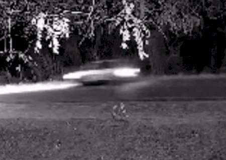 On&ccedil;a tenta atacar outro c&atilde;o em Corumb&aacute;, mas se assusta com barulho