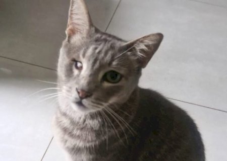 Viu o Naninho? Gato rajado desaparece no Tijuca e tutora busca pelo felino