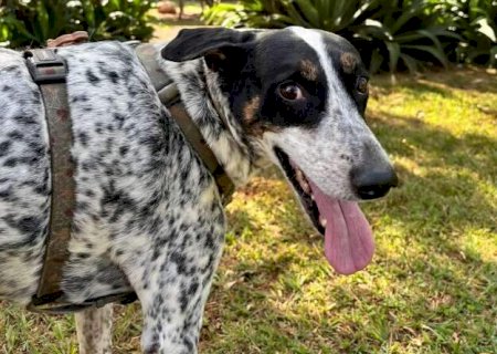 Chico escapa de casa e tutor faz apelo para encontrar c&atilde;o al&eacute;rgico