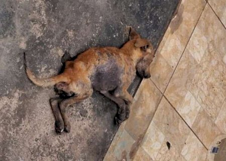 Cachorro &eacute; encontrado agonizando em casa abandonada no Jardim Centro-Oeste
