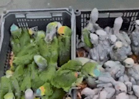 Opera&ccedil;&atilde;o refor&ccedil;a fiscaliza&ccedil;&atilde;o contra captura e tr&aacute;fico de aves em MS