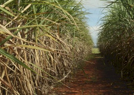 Safra de cana-de-açúcar deve crescer 4,7% em relação ao ano de 2025