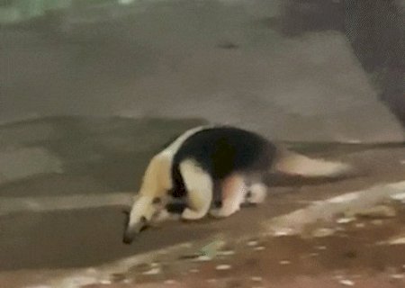 Tamandu&aacute; aparece em &aacute;rea urbana e deixa moradores preocupados com tr&acirc;nsito