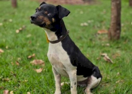 Cachorrinho que perdeu um olho espera por novo lar no CCZ