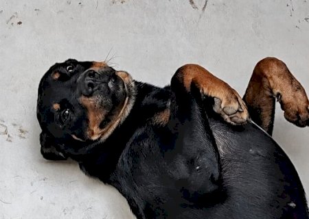MS tem o 2&ordm; maior percentual de lares com cachorro no Brasil