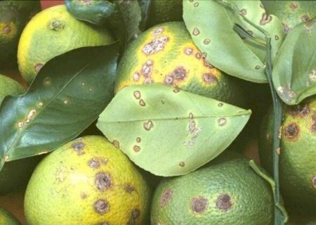 Praga que mancha frutos coloca citros na mira de novo controle nacional