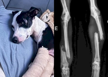 Ap&oacute;s duas semanas desaparecido, M&aacute;scara volta para casa com patas quebradas
