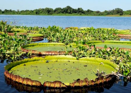 A&ccedil;&atilde;o judicial pede R$ 1 milh&atilde;o por omiss&atilde;o na gest&atilde;o das &aacute;guas do Pantanal