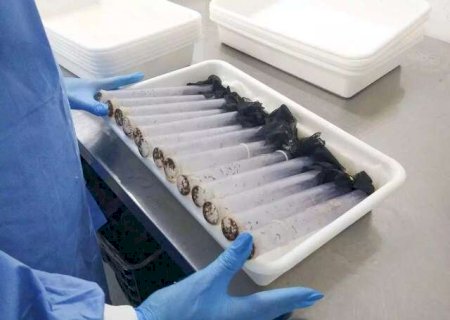 Wolbachia avan&ccedil;a em Corumb&aacute; ap&oacute;s reduzir casos de dengue na Capital