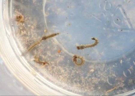 Pacote de R$ 4,8 milh&otilde;es prev&ecirc; rem&eacute;dios e testes contra dengue