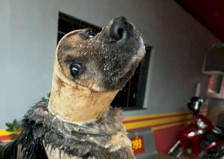 Cachorro cai em tubula&ccedil;&atilde;o enquanto fugia da chuva em Ivinhema e &eacute; resgatado
