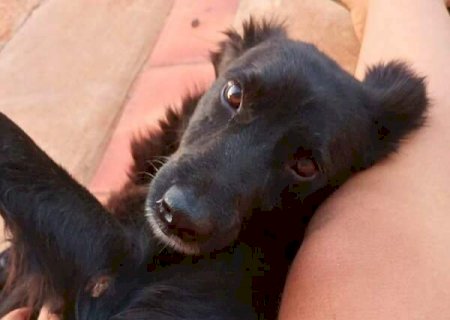 Assustado com temporal, Neguinho foge e est&aacute; desaparecido h&aacute; 10 dias