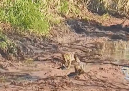 M&atilde;e e filhote de jaguatirica passeiam por estrada canavieira de Navira&iacute;