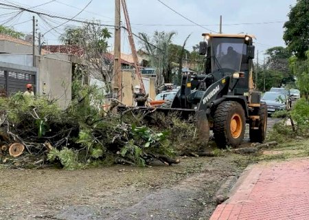 Desde o temporal, popula&ccedil;&atilde;o fez 423 pedidos para remover &aacute;rvores ou galhos