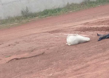 Quatro s&atilde;o presos por morte de jovem achado amarrado em saco de lixo