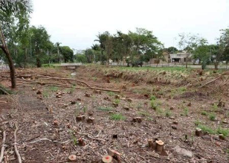 Esp&eacute;cie invasora &eacute; removida de parque para recuperar vegeta&ccedil;&atilde;o nativa