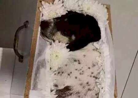 Ap&oacute;s vel&oacute;rio de cachorrinha, saiba se pets podem ser enterrados com tutores