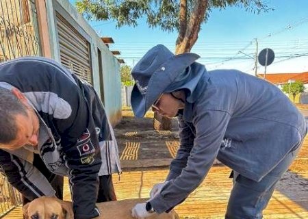 Pra&ccedil;a do Coophasul ter&aacute; vacina&ccedil;&atilde;o gratuita de c&atilde;es e gatos neste domingo