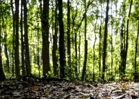 Produção florestal no país alcança recorde de R$ 47,9 bilhões em 2025