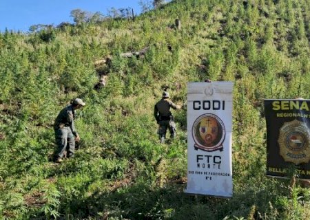Planta&ccedil;&atilde;o que renderia 48 toneladas de maconha &eacute; destru&iacute;da na fronteira