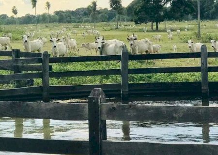 Terras rurais no Pantanal custam at&eacute; 31 vezes menos que em &aacute;reas agr&iacute;colas