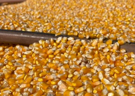Produtividade do milho varia quase sete vezes entre munic&iacute;pios de MS