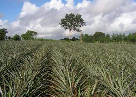 Capital lidera produ&ccedil;&atilde;o de abacaxi, uva e manga em Mato Grosso do Sul