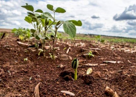 Plantio de soja chega a 32% e j&aacute; supera ritmo da safra anterior