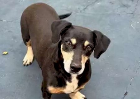 Tutora procura por Trov&atilde;o, c&atilde;ozinho idoso e com tumor no ba&ccedil;o
