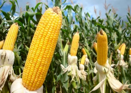 Coronel Sapucaia registra produtividade de 83 sacas de milho por hectare na safra 2025/2026