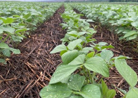 Plantio de soja dispara e chega a 52,6% da &aacute;rea prevista em MS