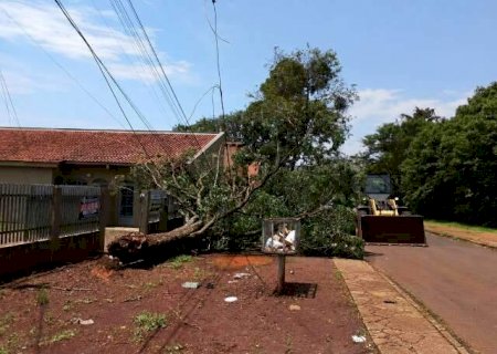 Temporal com ventania de at&eacute; 80 km/h derruba &aacute;rvores em 5 regi&otilde;es de Dourados