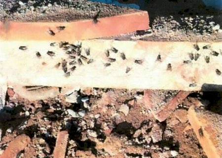 Infesta&ccedil;&atilde;o de moscas e larvas em granja &eacute; alvo de investiga&ccedil;&atilde;o ambiental