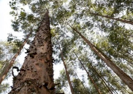 Expans&atilde;o do eucalipto coloca MS atr&aacute;s apenas de MG em florestas plantadas