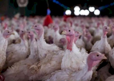 Doen&ccedil;a em granja de Santa Catarina pode impactar exporta&ccedil;&otilde;es de frango de MS