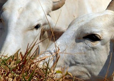 Carne brasileira vai pagar tarifa de 67% para entrar na China