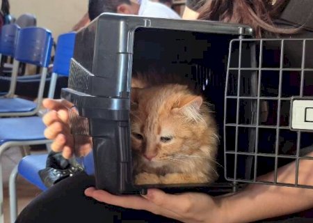 CCZ suspende distribui&ccedil;&atilde;o de senhas para castra&ccedil;&atilde;o de gatos no feriado