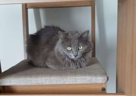 Gata desaparece dias ap&oacute;s mudan&ccedil;a no Jardim Los Angeles