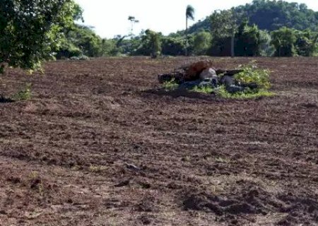Den&uacute;ncia de desmatamento e derrubada de &aacute;rvores &eacute; apurada pelo MP em Bonito