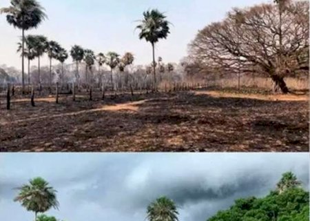 Inc&ecirc;ndios causam mais perdas de carbono do que Pantanal consegue recuperar