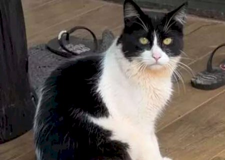 Voc&ecirc; viu o Almofadinhas? Fam&iacute;lia oferece R$ 200 para encontrar gato frajola